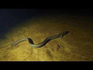 Loch Ness diving – October 2016