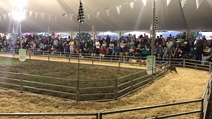 Racing into September like… 🎉 🏁🐷💃🎡 The State Fair of Virginia kicks off ⭐ THIS MONTH ⭐ on 9/27 and runs through 10/6 at Meadow Event Park. Who is ready to celebrate the best of VA? 🙌 🍭🌾🐄 🎢 | State Fair of Virginia