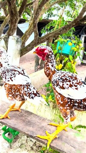 Rare, exotic, and unconventional. Those with vision invest in differentiation.