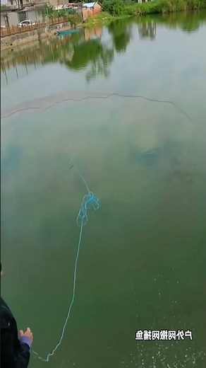 how to catch fish with a net #fishing #net #fishfry