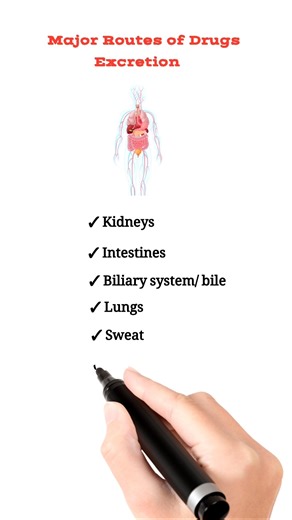 Major Routes of Drug Excretion from the Body.