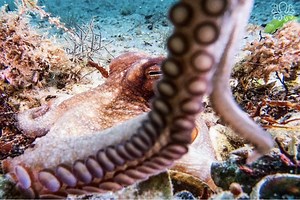 Fact Check: Octopus have ZERO tentacles