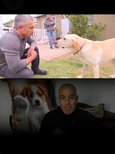 Meet Cesar, one of the most influential figures in dog training 🐾 But overconfidence can be a mistake! When a Labrador becomes aggressive, control isn’t guaranteed — caution is essential. #Milo_ar #dogtraining #shelter