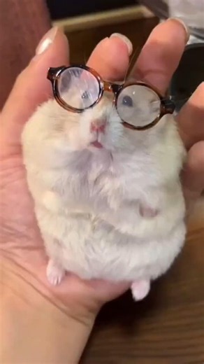Cutest Hamster Ever 😘😅#hamster #cutehamster#animallover #animals #viralshorts #shorts #parohafacts