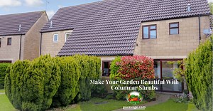 Make Your Garden Beautiful With Columnar Shrubs – The Ultimate Guide