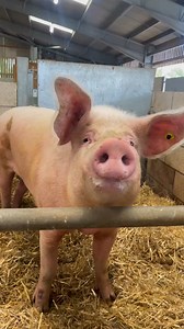 10K views · 99 reactions | Oink oink! Larry the Landrace Boar is very chatty today  | Rand Farm Park | Facebook