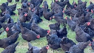 Did you know? 🐓 ❄️In winter, chickens need more food to stay warm! ❗️ As temperatures drop, their bodies work harder to maintain their natural warmth. This means they require more energy and nutrients to stay healthy and happy. 🌟 Why more food? 🤔 - To generate body heat: Chickens need extra calories to keep their bodies warm, especially in cold temperatures. 🔥 - To maintain feather condition: A balanced diet helps keep their feathers healthy and shiny, which is essential for insulation. 💇‍♀