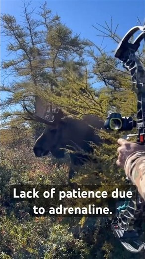 very very big moose hunting with bow 🏹#archery #hunting #moose#chasse#bowhunting #caccia#deer