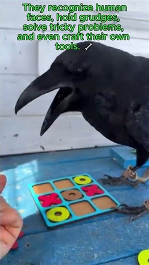 Crows Are Genius Birds – You Won’t Believe Their Tricks! 🧠😱