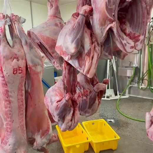 🪚 Prepping the Aussie favourite 🔪 From the prep room to the shelves Australia Day lamb, ready to roll 🇦🇺 #australia #australiaday #aussie #qualitymeats #qualitymeat #buyinbulk #butcher #narellan #shoponline #lamb #homedeliverysydney #bulkbuy #themeatmanwholesalemeats | The Meat Man Wholesale Meats