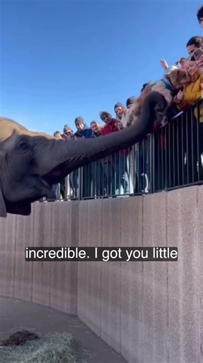 This Elephant Gently Saved a Lost Puppy — Zoo Visitors Cheered ❤️
