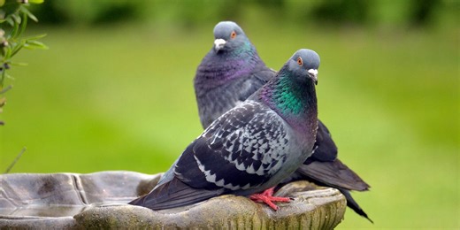 4 ways to keep pesky pigeons away from garden bird feeders