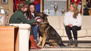 19K views · 772 reactions | The Intuitive & Adaptable German Shepherd in Action! | Kraftwork K9 Pro German Shepherds | Facebook