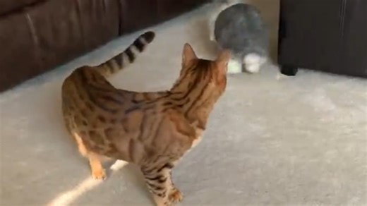 Bunny and cat share playful moments together