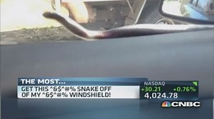 Snake on a windshield!