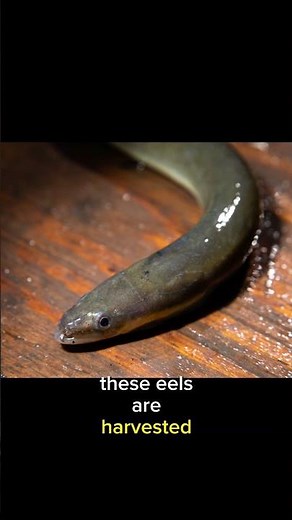 Eel Wonders: A Journey into the World of American Eels