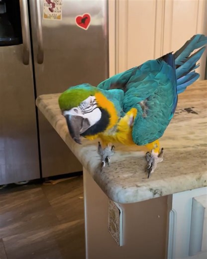 Rescued bird acts like toddler for attention #macaw #birdstory #cuddlebuddies | Cuddle Buddies