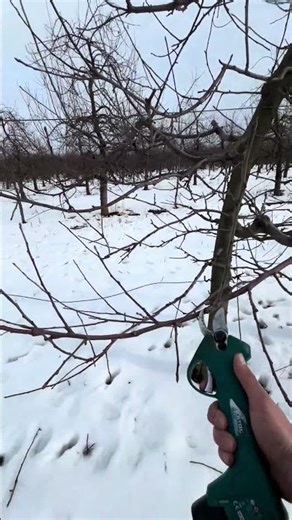 apple tree prune🍏