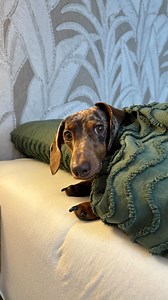 Wo ein Wille dort ein Sieg … wer kennt‘s? 😅 #dackel #humor #dogs #teckel #funnydog | Dackl.official