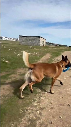 Dog's Frisbee Tricks: Watch This Energetic Pup in Action! #shorts