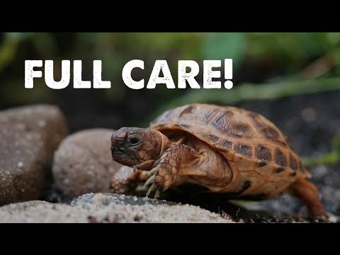 Russian Tortoise Full Care Guide