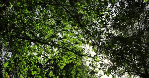 yellowing foliage on maples in autumn weather, maple tree during the autumn season before leaf fall