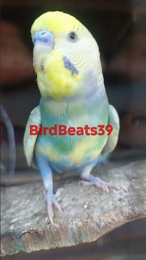 Budgie Chirping 🐦 | Cute & Relaxing Parakeet Sounds | #budgies #chirping #birdsounds
