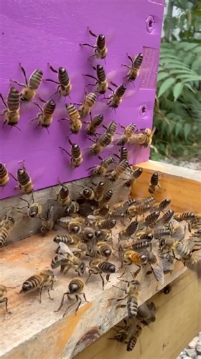 Have you ever noticed your bees standing at the hive entrance with their little bums in the air, wings buzzing away? 🧐 What you’re seeing is called “fanning their Nasonov gland.” This tiny gland, found at the tip of a worker bee’s abdomen, releases a special scent — kind of like lemongrass — that helps guide other bees home. Why they do it: 🐝To help foraging bees find their way back to the hive. 🐝To signal to the colony during a swarm, saying “This is our new home!” 🐝To mark important spots 