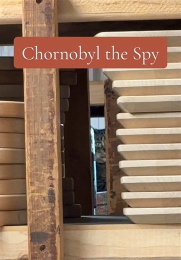 Chornobyl the Spy: Hilarious Cat Adventures