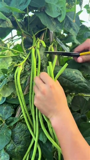 Agriculture