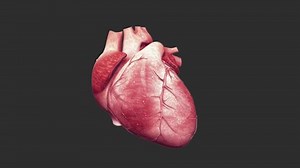 clip-1076390837-3d-animated-human-heart-coronary-blood-vessels