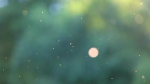 Pollen Flying Air Over Green Trees Stock Footage Video (100% Royalty-free) 18479152 | Shutterstock