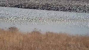 20K views · 2.6K reactions | Spring’s coming: huge flocks of snow geese migrate from Mexico to Canada. Some 50,000 to 70,000 snow geese are expected to rest and feed in Middle Creek, Pennsylvania, in the United States. | People's Daily, China | Facebook