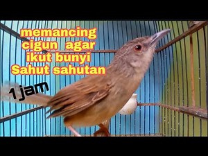 1 jam suara ciblek gunung memanggil teman Lawan AMPUH untuk memancing cigun malas bunyi