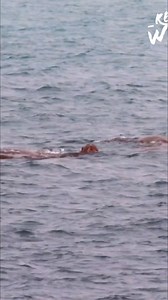 Walruses, the Arctic's largest seals, are gathering onshore in unprecedented numbers. As rising temperatures shrink ice shelves, they crowd rocky beaches. The Arctic's shallow waters help them dive for shellfish, but is it enough to adapt? #Walrus #Arctic #ClimateChange #Wildlife #Seals | Real Wild