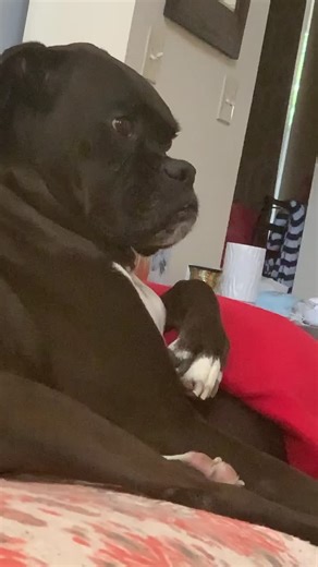 Rocky and Mochi on TikTok