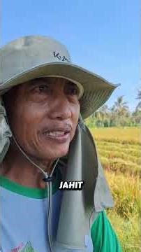 Rice harvesting DC35pro 📍 Klabang Bondowoso - Kubota East Java Bali