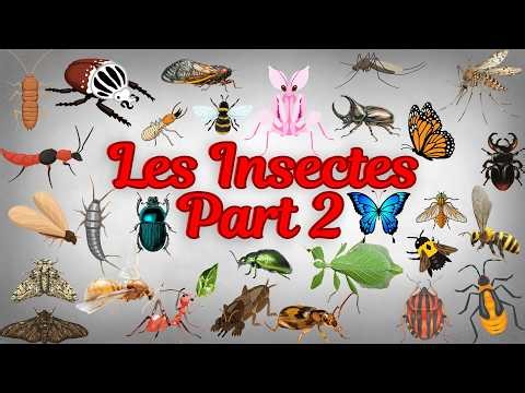 50 Amazing Insects for Kids 🐞🦋 – Part 2 | Mini Curious | Insects Name in French