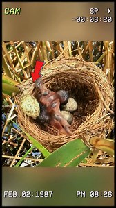 The cuckoo bird lets others raise its offspring!! #fyp #wildanimals #animals #wildlife #foryou #cuckoo #cuckoobird | Wildlife288