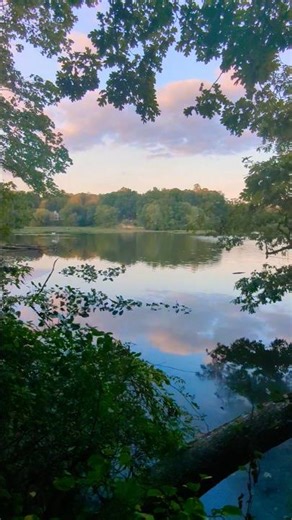 evening walk #cozy #eveningvibes #nature #naturelovers #lake #sunset #tree #park #naturewalk