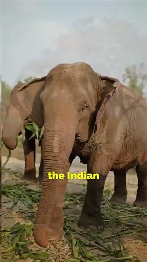 What If Elephants Swapped Continents?! 🐘🌍