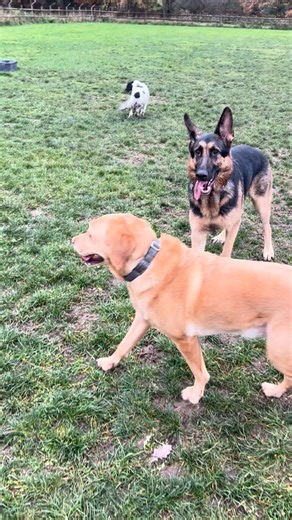 Loki, Lucy, Henry, Frank, Bear and Barnaby🥰💚 | Hylton Hound Hotel Day Care