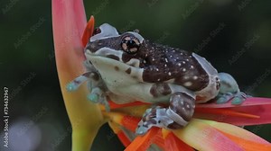 The Amazon milk frog (Trachycephalus resinifictrix) closeup on Strelitzia Reginae flower, Panda bear tree frog on branch. The mission golden eyed tree frog closeup