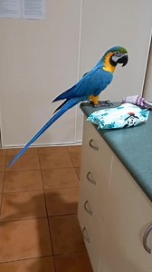 32K views · 1.9K reactions | A catch up with Mr Floki.. cheeky boy is keeping his Mum on her toes! 藍 Tanya says he is talking heaps and is a very good boy! ❤️殺. Thanks for the update xx | Macaws And More | Facebook