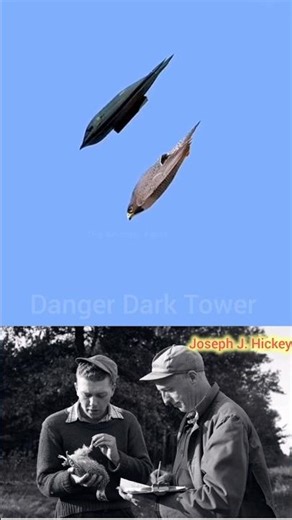 “Peregrine Falcon: The Fastest Predator on Earth”