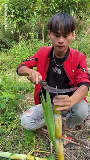 Creator Support Program, everyone is shaking off their burdens, funny videos, come and eat some