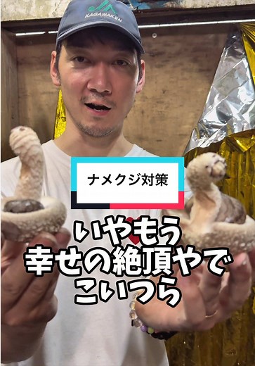 椎茸農家のナメクジ対策｜ちゃおPの方法と効果