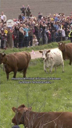 Näin Viikin lehmät pomppivat kesälaitumelle