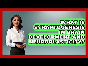 What Is Synaptogenesis In Brain Development And Neuroplasticity? - Brain Development Hub