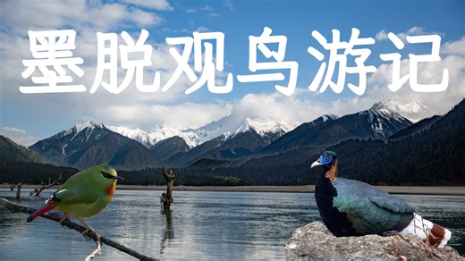 【4K】7天墨脱极限观鸟！一生一定要去一次的藏南秘境！｜观鸟｜旅拍